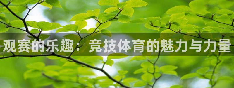 观赛的乐趣：竞技体育的魅力与力量